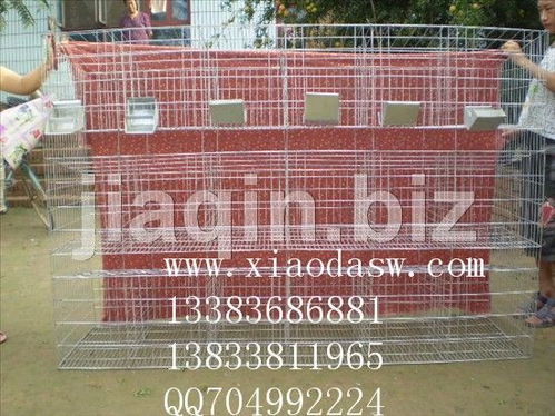 兔籠采購與商機 從獺兔籠到仔母籠的全方位解析