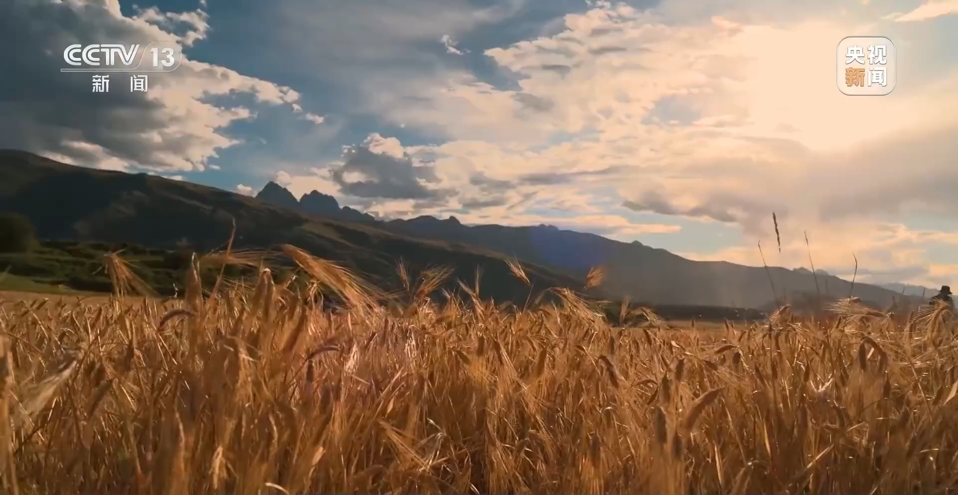 新聞周刊 | 青稞熟，畫卷展 見證豐收喜悅，賦能飼料生產(chǎn)新篇